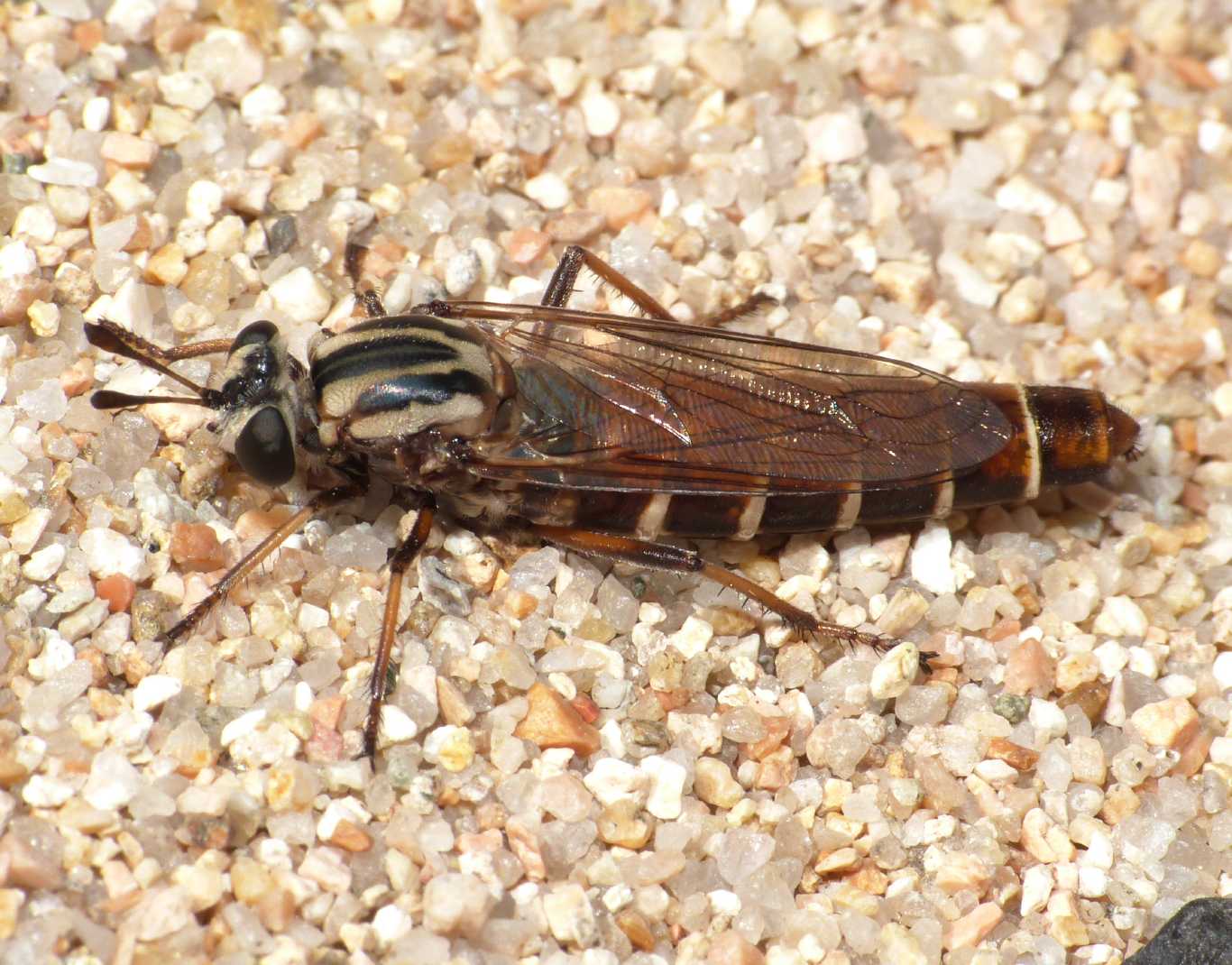 Dittero strano: Leptomydas sardous M e F (Mydidae)